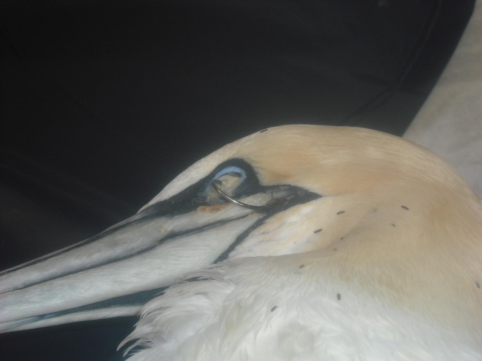 fish hook injured gannet Guernsey GSPCA seabird