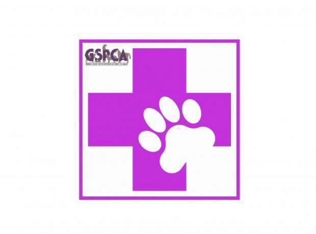 Cat First Aid Course at the GSPCA this Wednesday 30th March book your place  now | GSPCA Guernsey