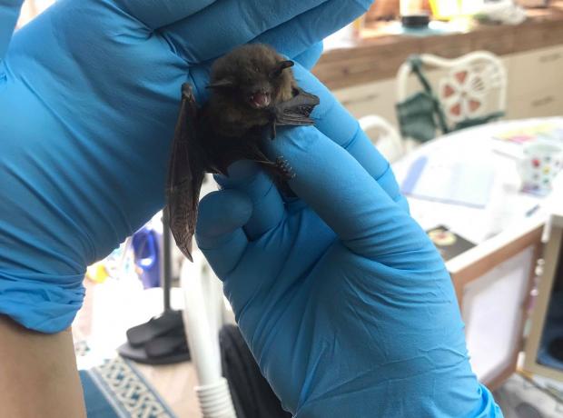 Coca Cola the Pipistrelle Bat rescued and back in the wild | GSPCA Guernsey