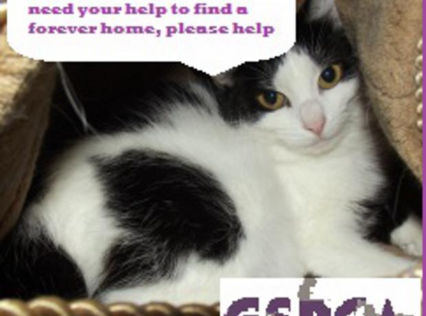 Please help Felix a very special cat needing a farm or stable home | GSPCA  Guernsey
