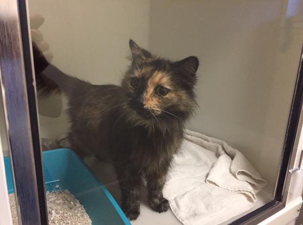 Stray cat found in St Peter Port – long haired female tortie adult cat now  at the GSPCA | GSPCA Guernsey