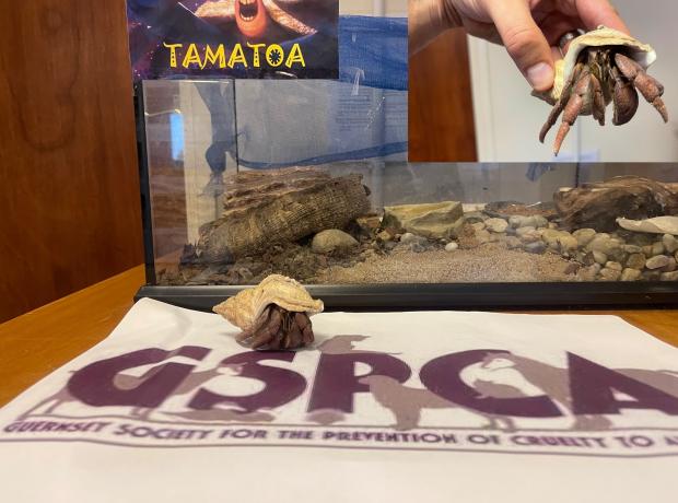 Tamatoa the hermit crab at the GSPCA in need of a home | GSPCA Guernsey