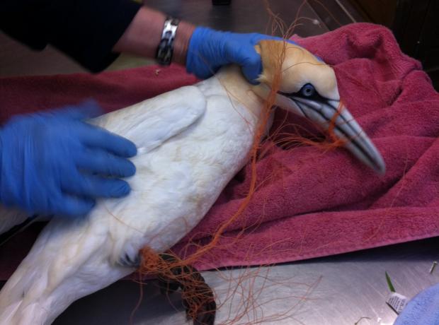 Gary the Gannet caught in fishing line | GSPCA Guernsey