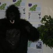 Gary the Gorilla is looking for a Business or Person to sponsor and take part