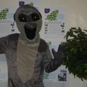 Manny the Meerkat is looking for a Business or Person to sponsor and take part