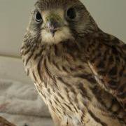 Muriel the kestrel at the GSPCA in Guernsey