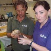 Job Vacancy Animal Guernsey GSPCA