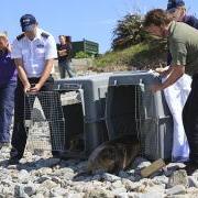 Seal pups Trinity and Eden are back in the wild - Thank you to all involved with the fantastic release on Jethou with the GSPCA