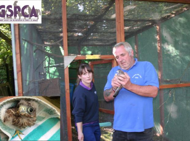 Peter the young kestrel rescued, reared, rung and released | GSPCA Guernsey