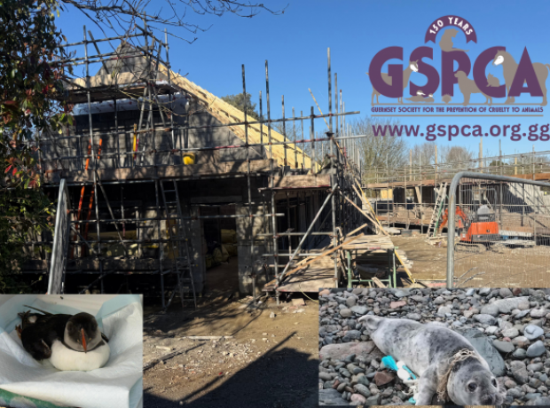 World Wildlife Day: GSPCA Celebrates Progress on the # ...