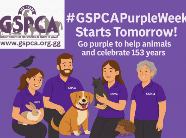 #GSPCAPurpleWeek Starts Tomorrow to Celebrate 153 Years of Caring for ...