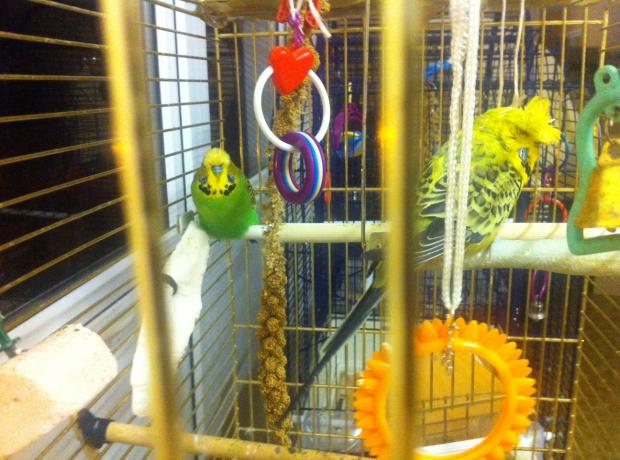 Appeal for information - 32 Budgies Stolen | GSPCA Guernsey