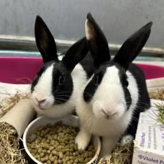 Isabelle and Mabel are looking for a home!