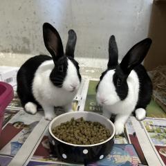 Isabelle and Mabel are looking for a home!