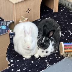 Poppy and Crispin - looking for a home!