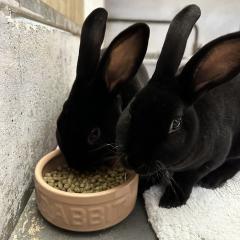 Wilma and Wilbur will be looking for a home soon!